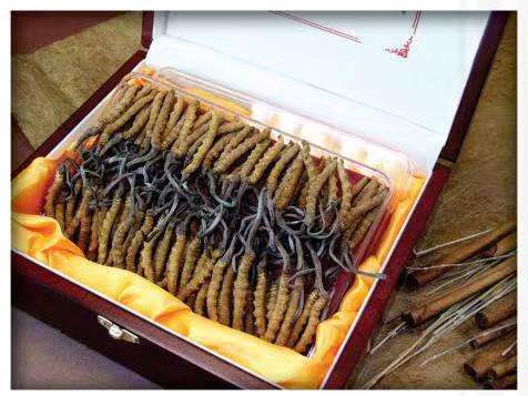 达日冬虫夏草回收